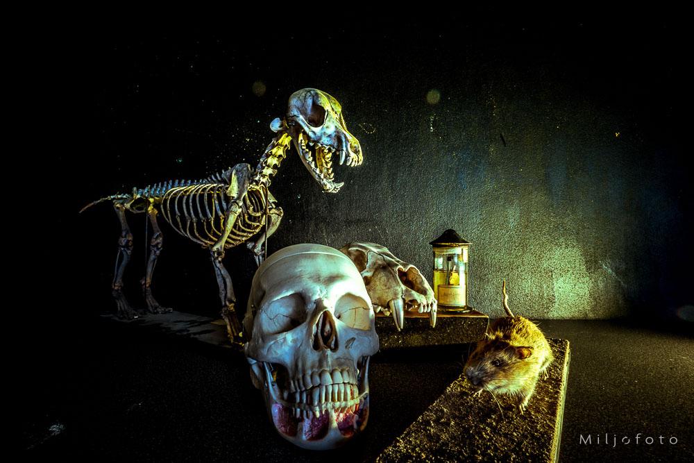 Hund og menneske Hund og menneske