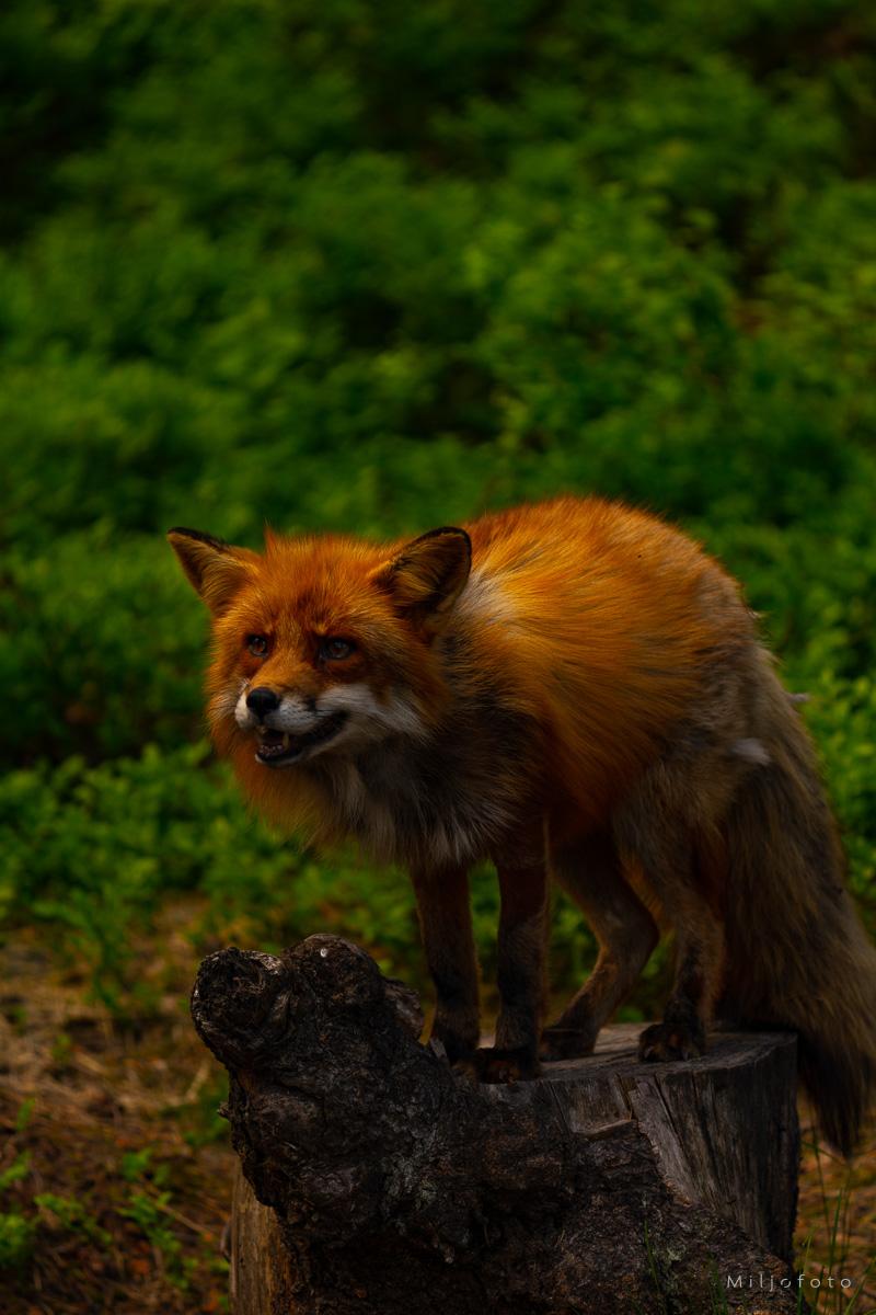 Lur som en rev Lur som en rev