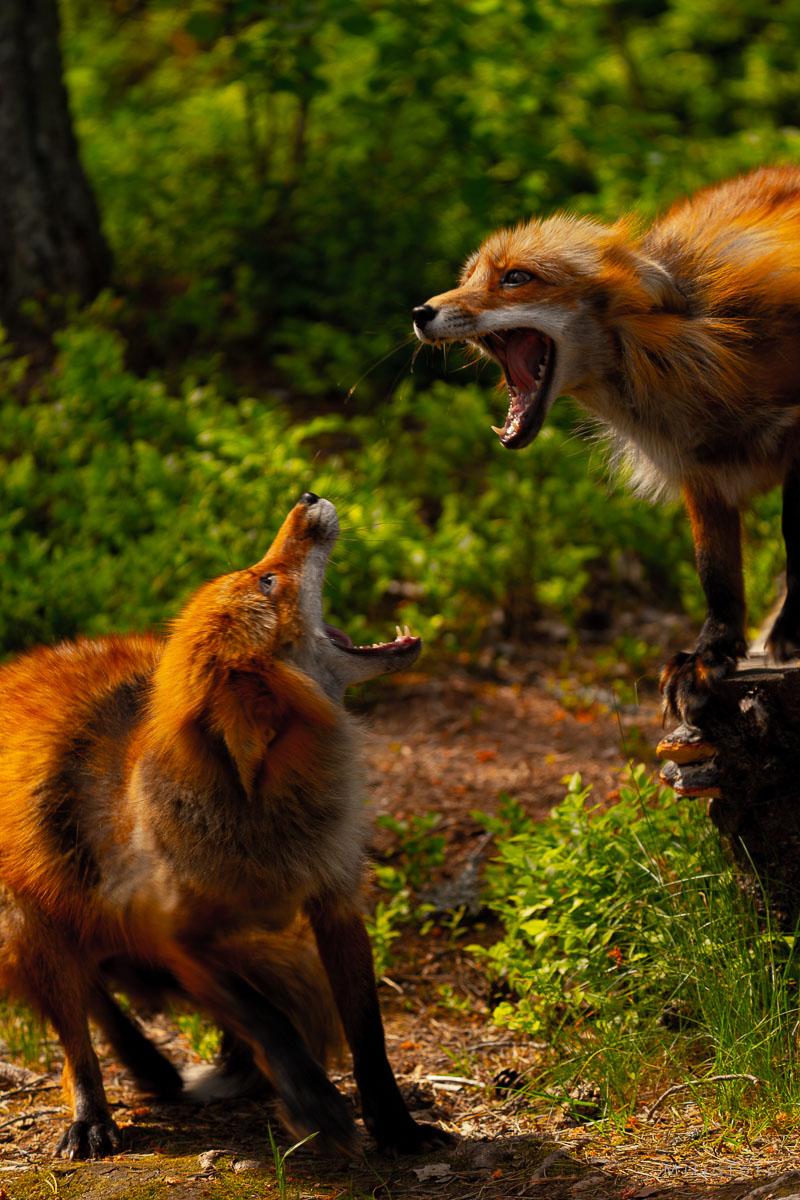 Hva sier reven Hva sier reven