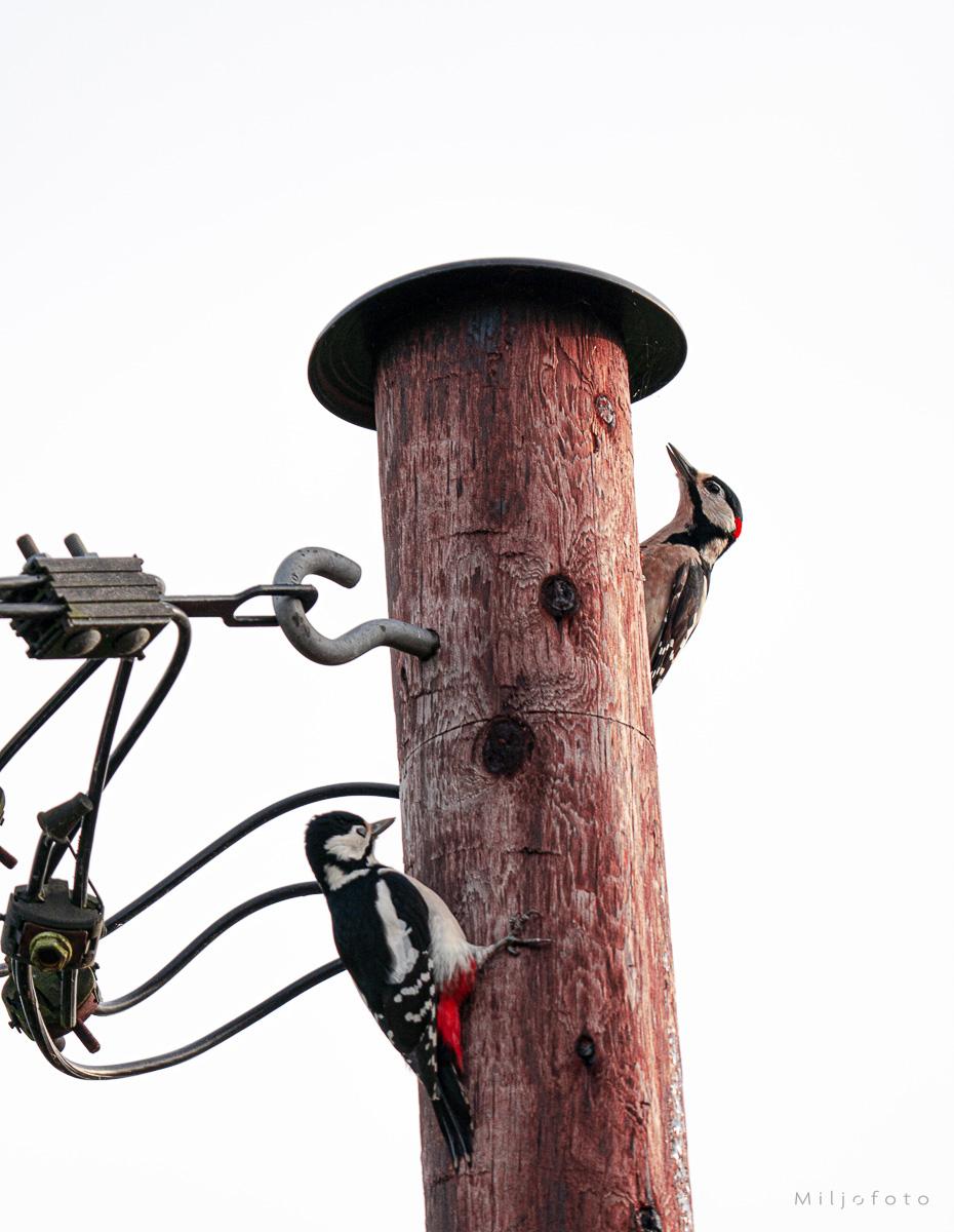 Flaggspett Flaggspett