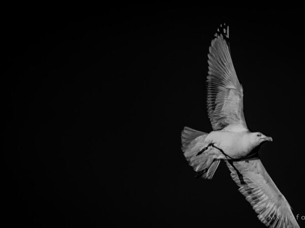 Måke på sort bakgrunn