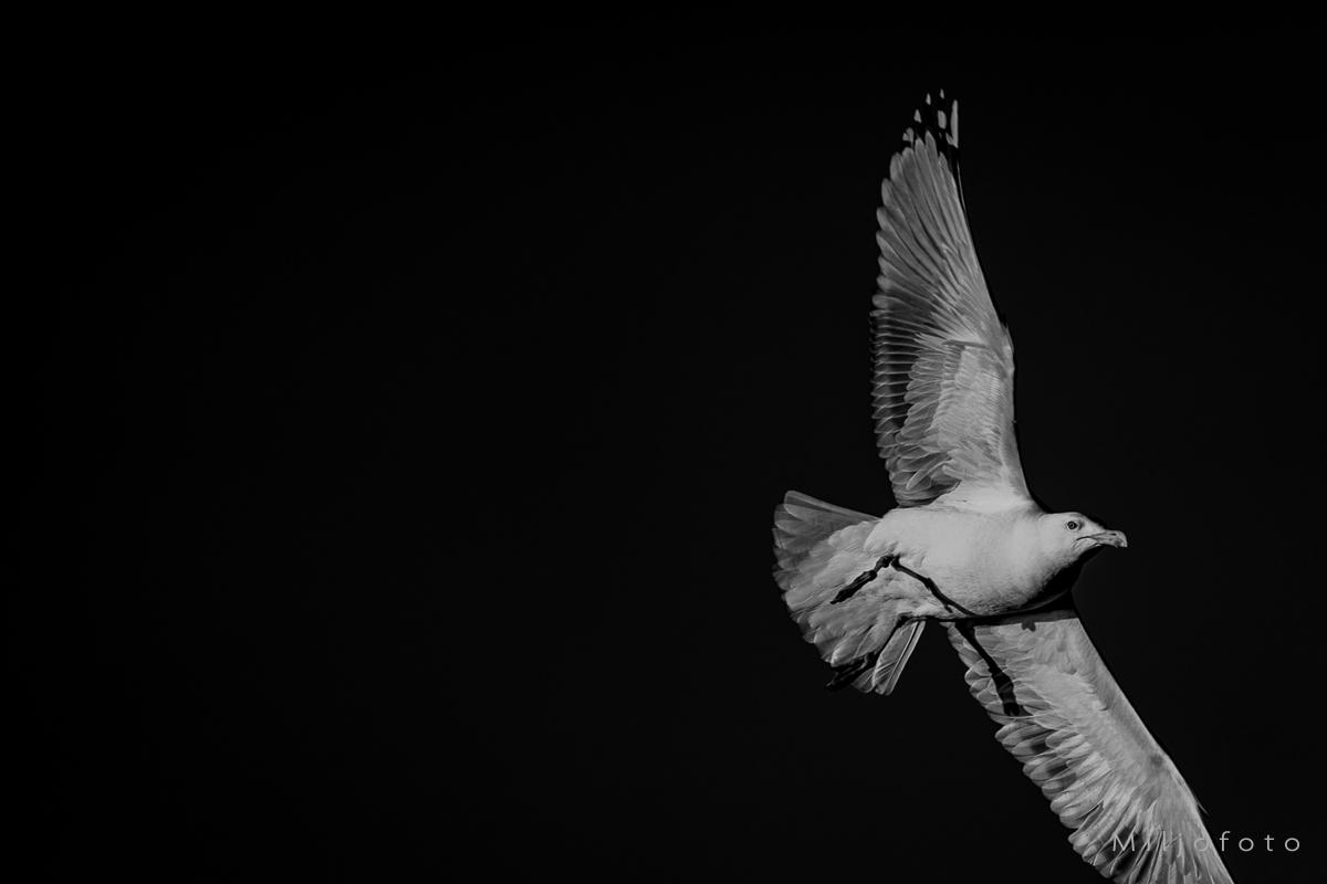 Måke på sort bakgrunn Måke på sort bakgrunn