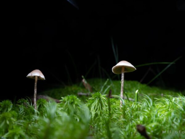 Sopp i mørk skog