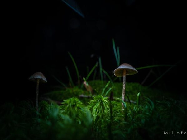 Mystisk skogbunn