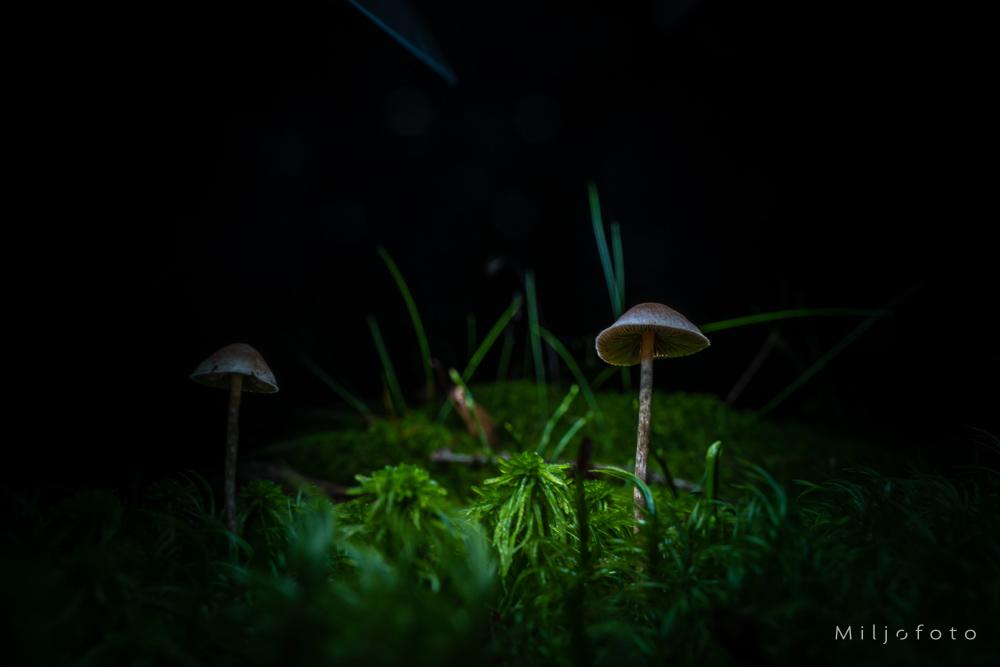 Mystisk skogbunn Mystisk skogbunn