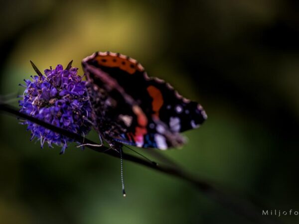 Flikvinger på blomst