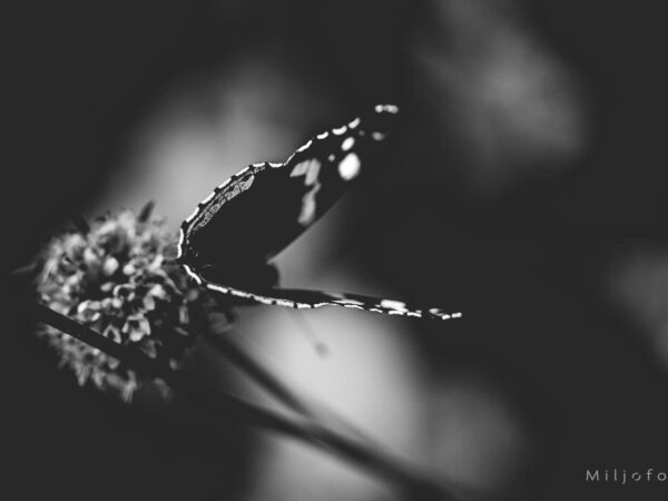 Sommerfugl sort/hvitt