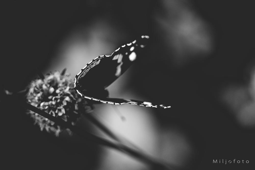 Sommerfugl sort/hvitt