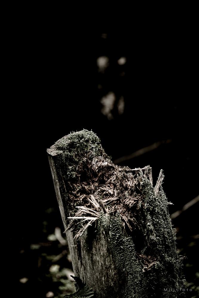 Stubbe