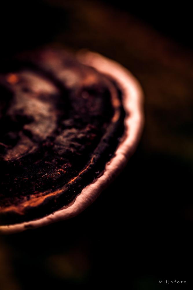 Sopp på stamme Sopp på stamme