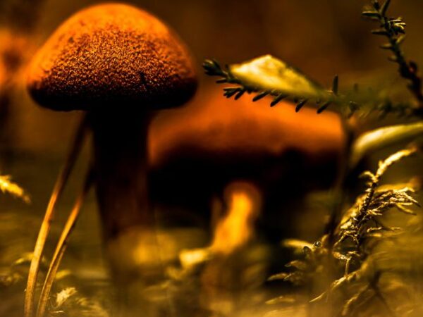 På skog bunnen om høsten