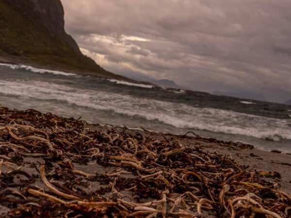 Skyllet i land - Natur