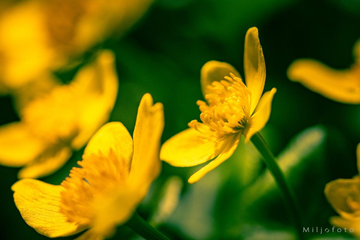 Gule blomster Gule blomster