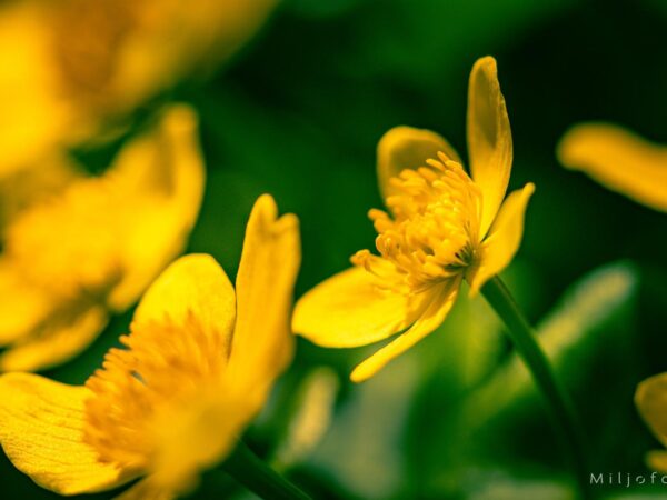 Gule blomster