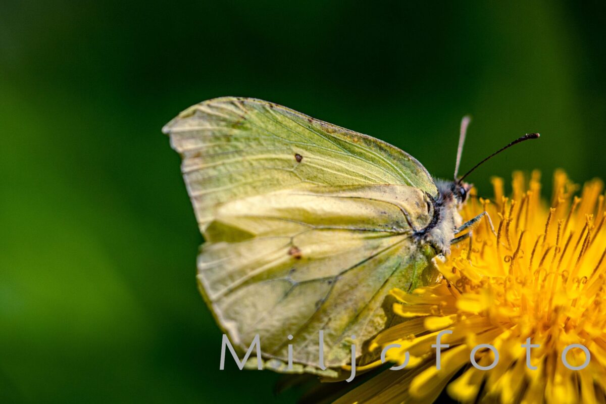 Sommerfugl Sommerfugl