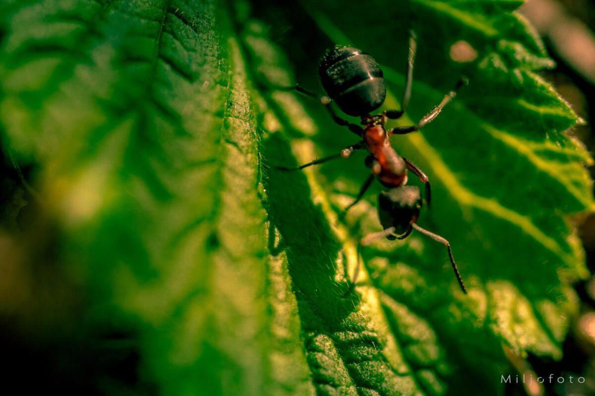 Maur på blad Maur på blad