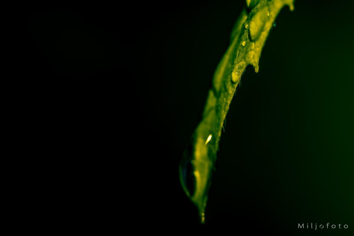 Dråpe på blad Dråpe på blad