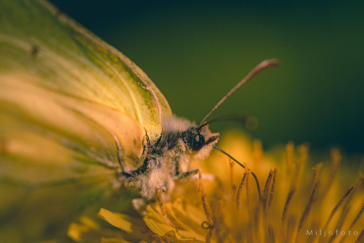 Sommerfugl nærbilde Sommerfugl nærbilde