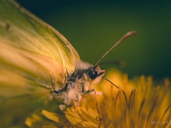 Sommerfugl nærbilde