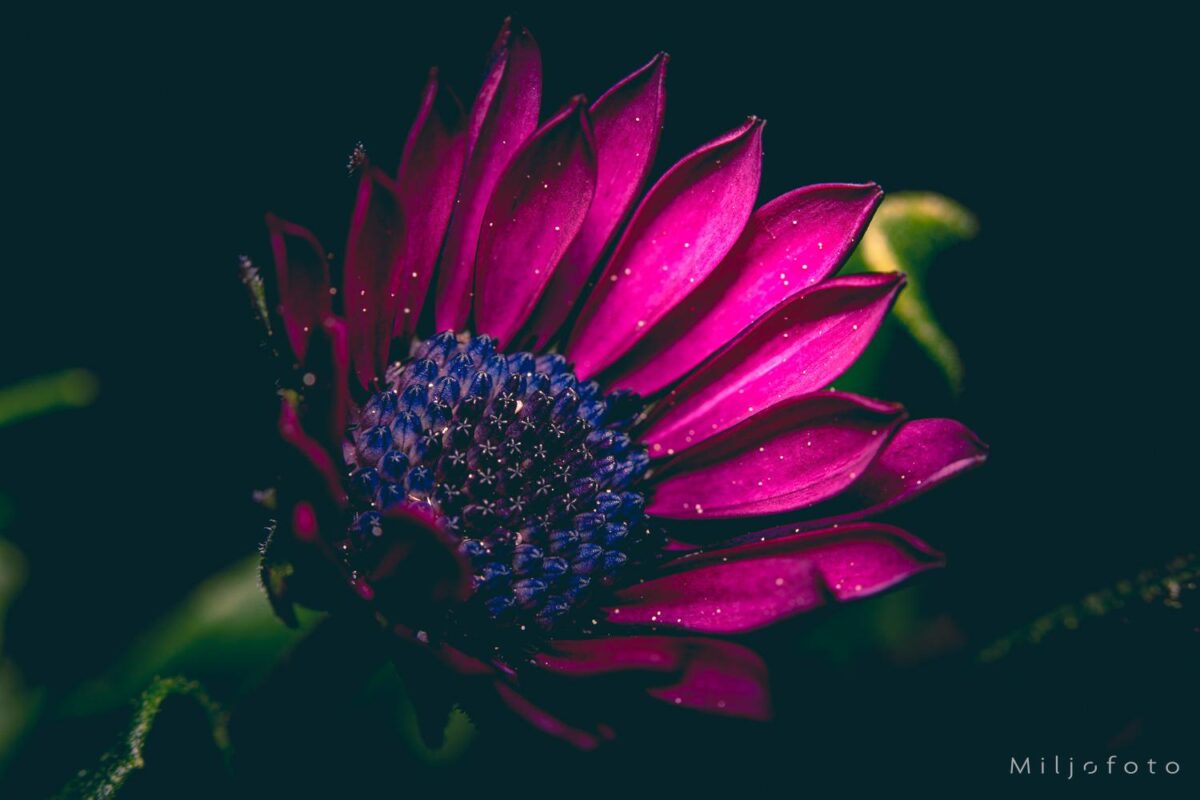 lilla blomst