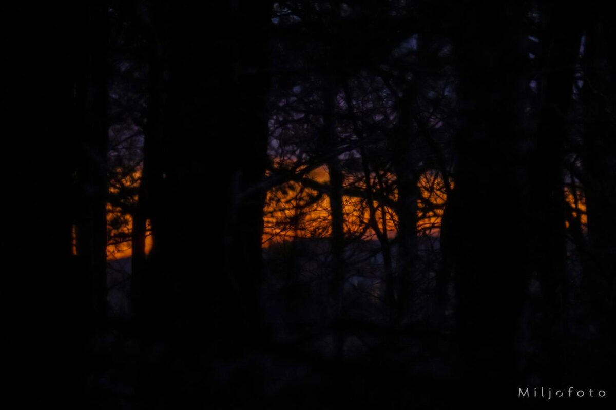 Solnedgang i skog Solnedgang i skog