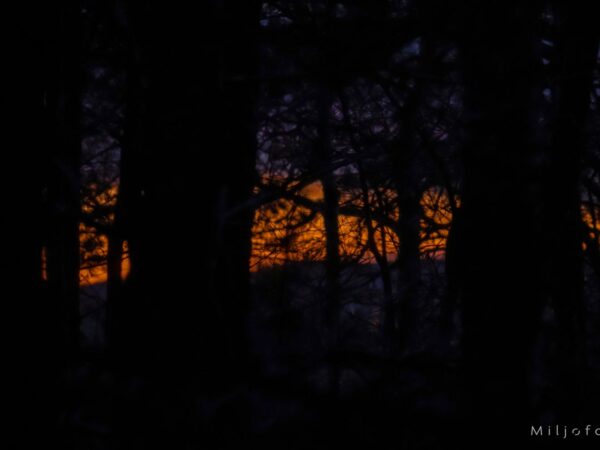 Solnedgang i skog