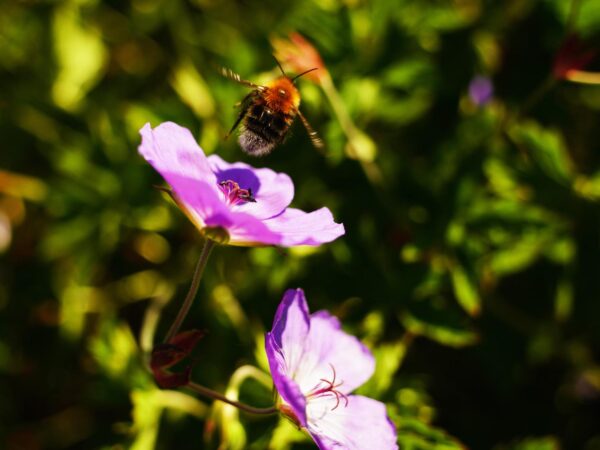 Blomsten og humla