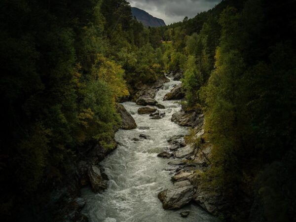 En elv i skogen