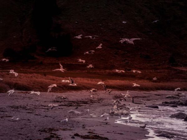 Måker på strand - Natur