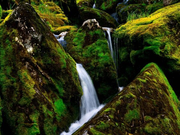 Foss i det grønne - Natur