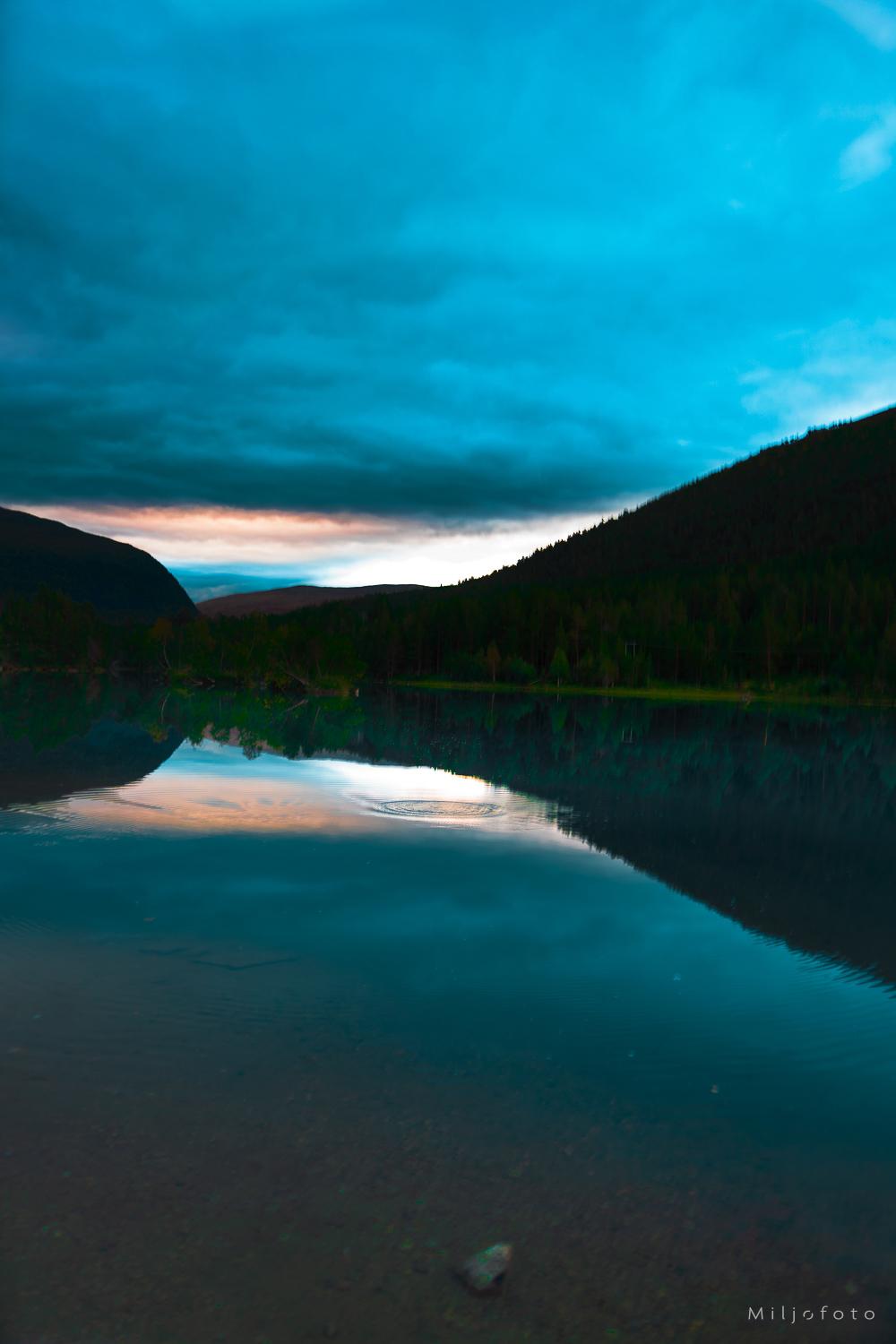 Vakende ørret - Natur Vakende ørret - Natur