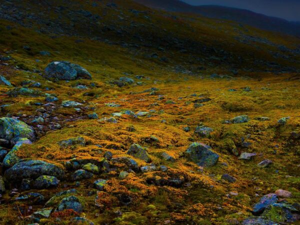 Fjellvegetasjon - Natur