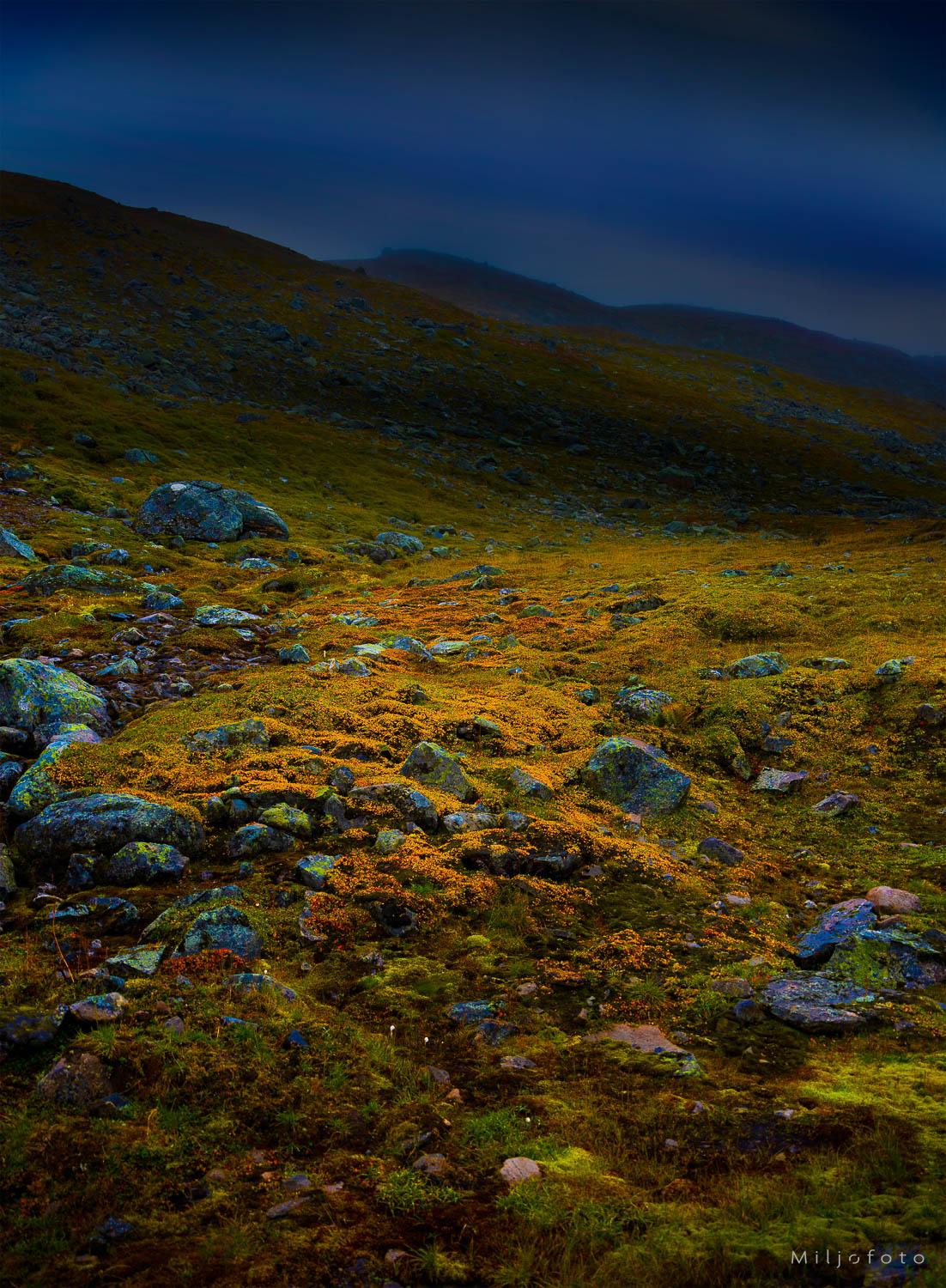 Fjellvegetasjon - Natur Fjellvegetasjon - Natur