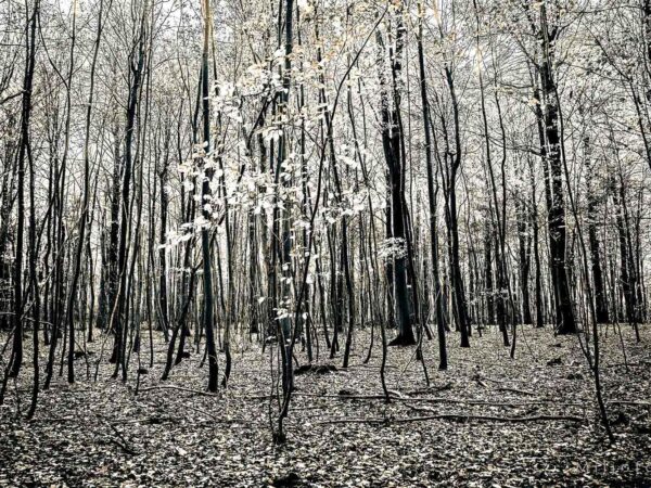 Tynn skog - Natur