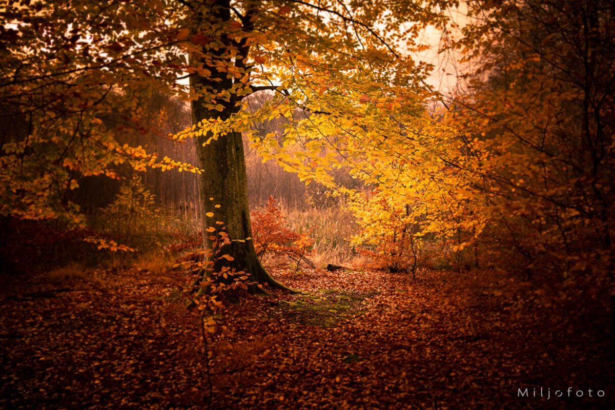Høst - Natur