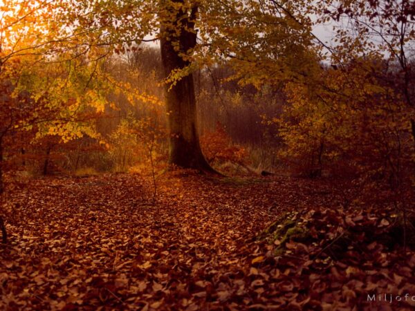 Sol om høsten - Natur