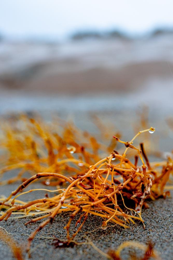 Gul tang - Natur Gul tang - Natur