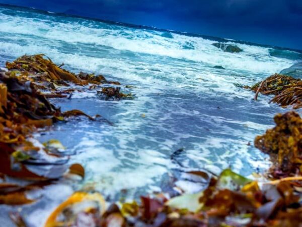 Tang og tare - Natur