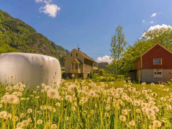 Sommer idyll