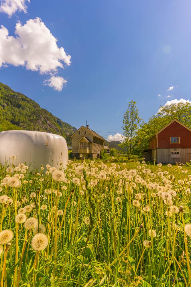 Sommer idyll