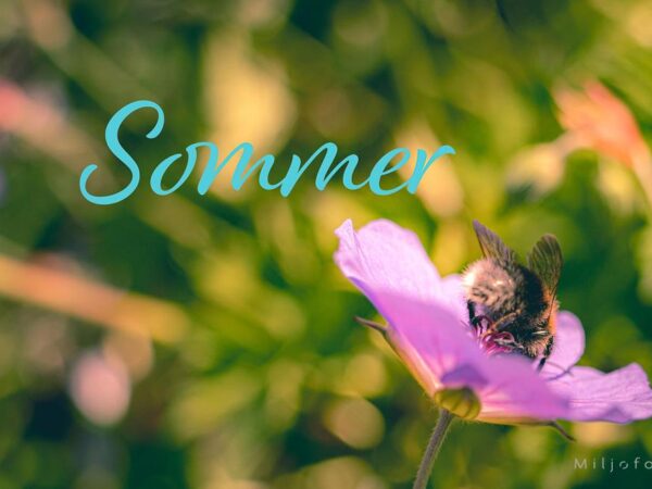 Sommer humle