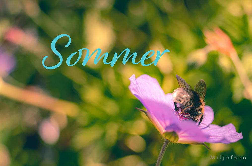 Sommer humle