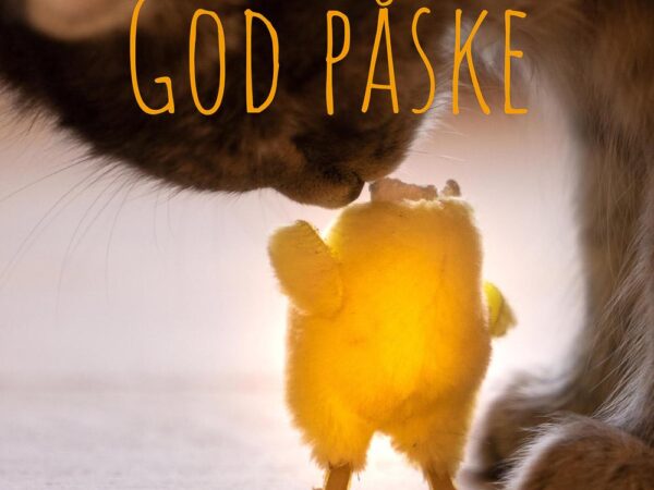 katt og kylling - påske
