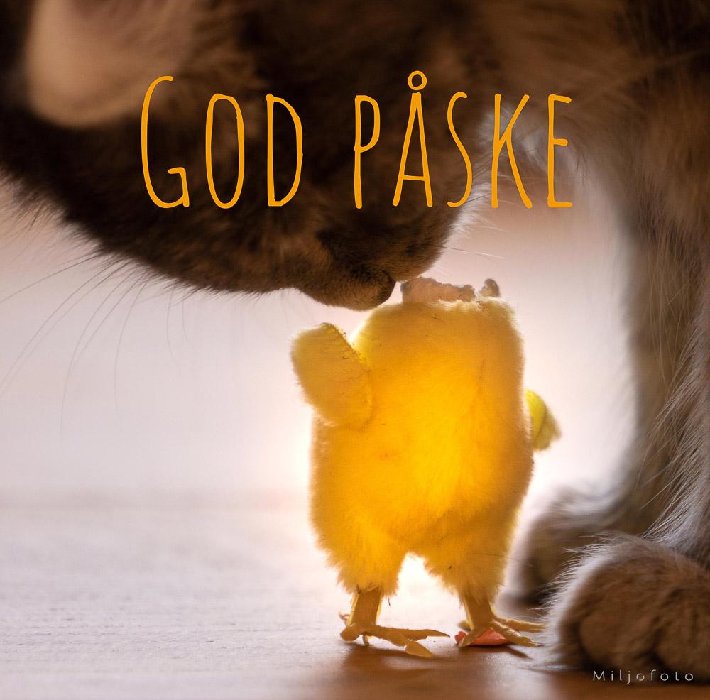 katt og kylling - påske katt og kylling - påske